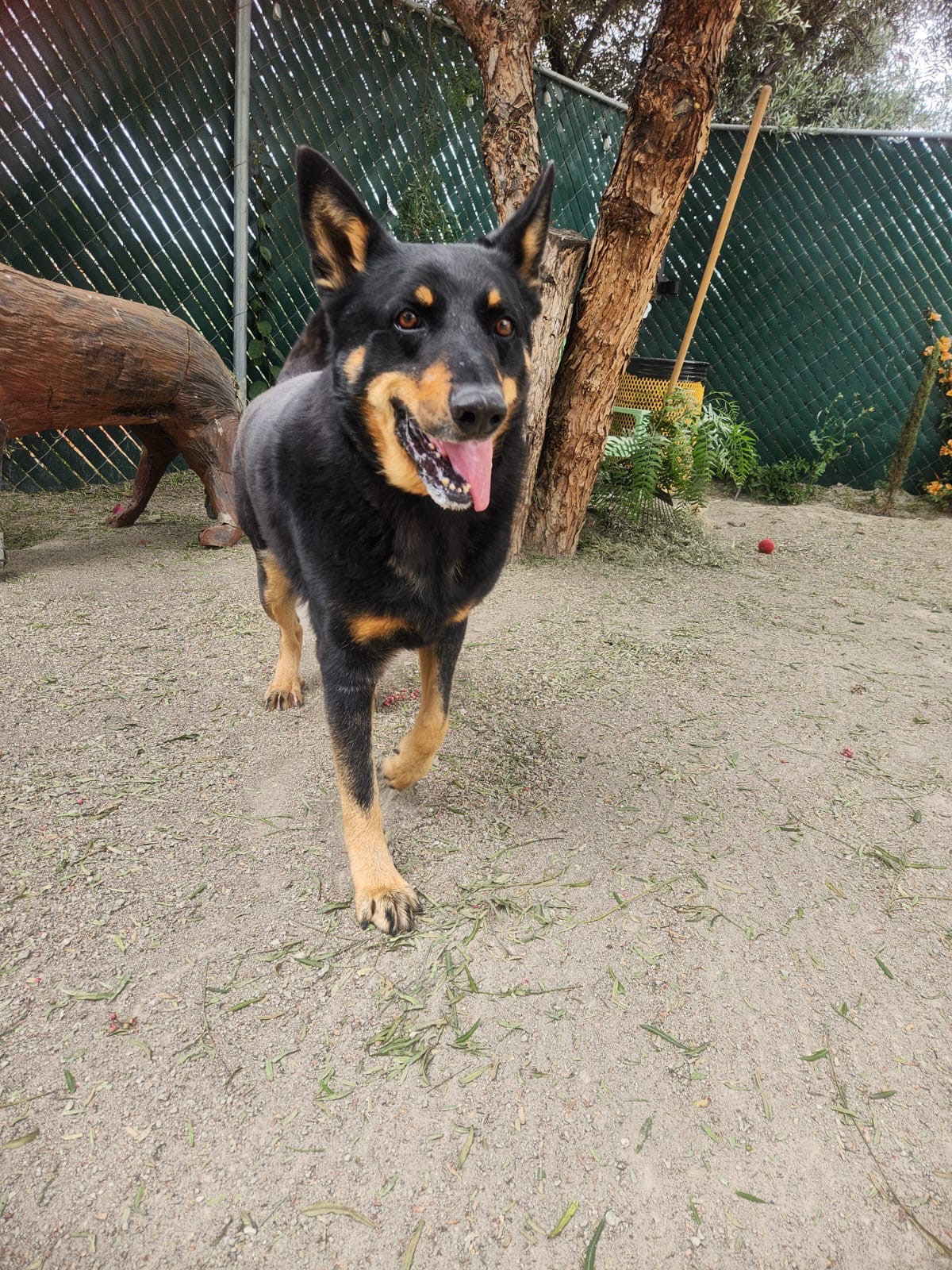 K9 Guest