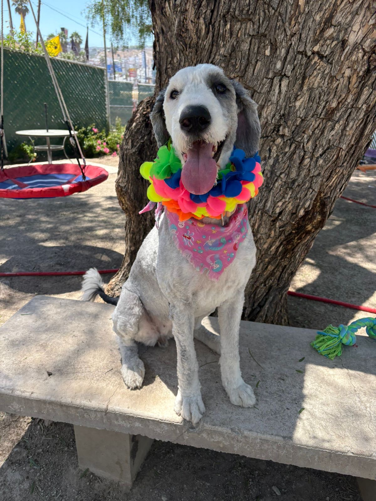 K9 Guest