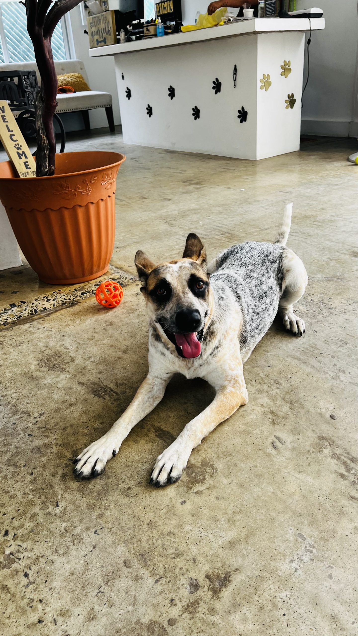 K9 Guest