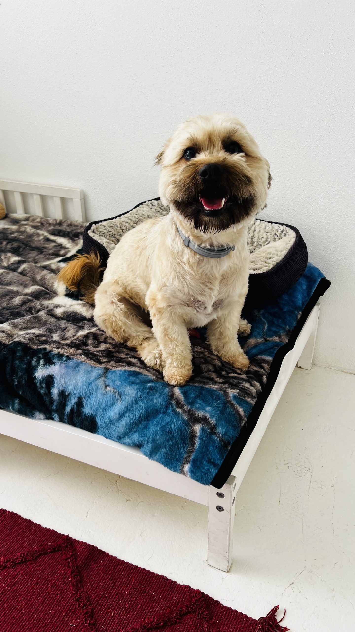 K9 Guest