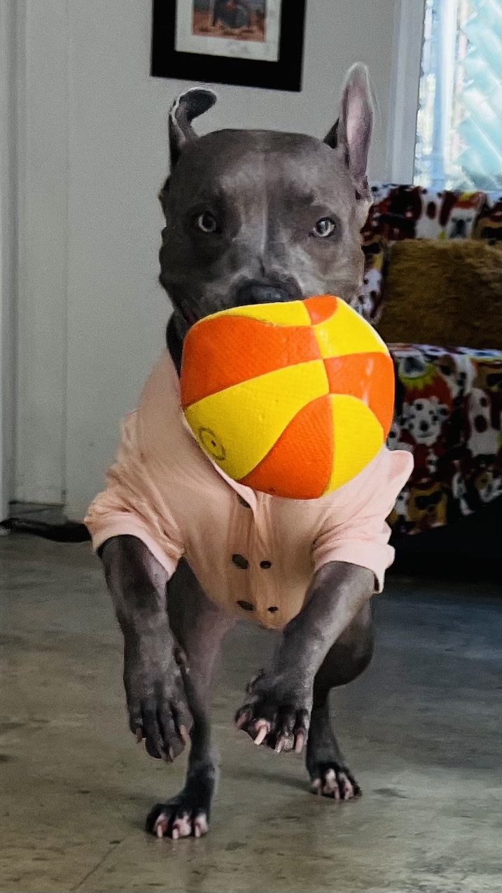 K9 Guest