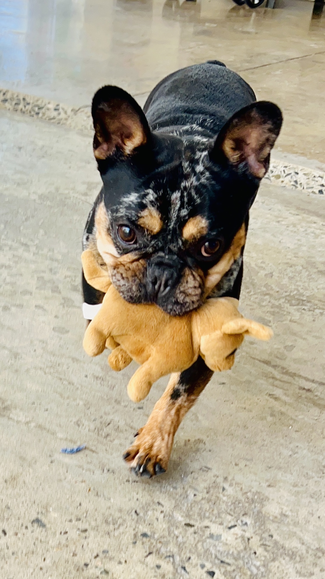 K9 Guest