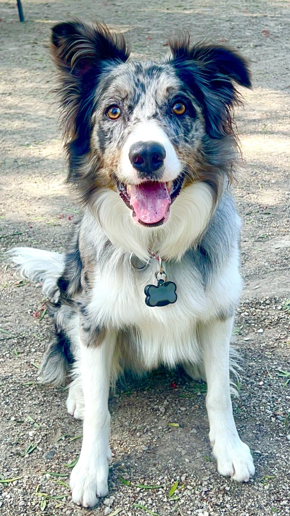 K9 Guest