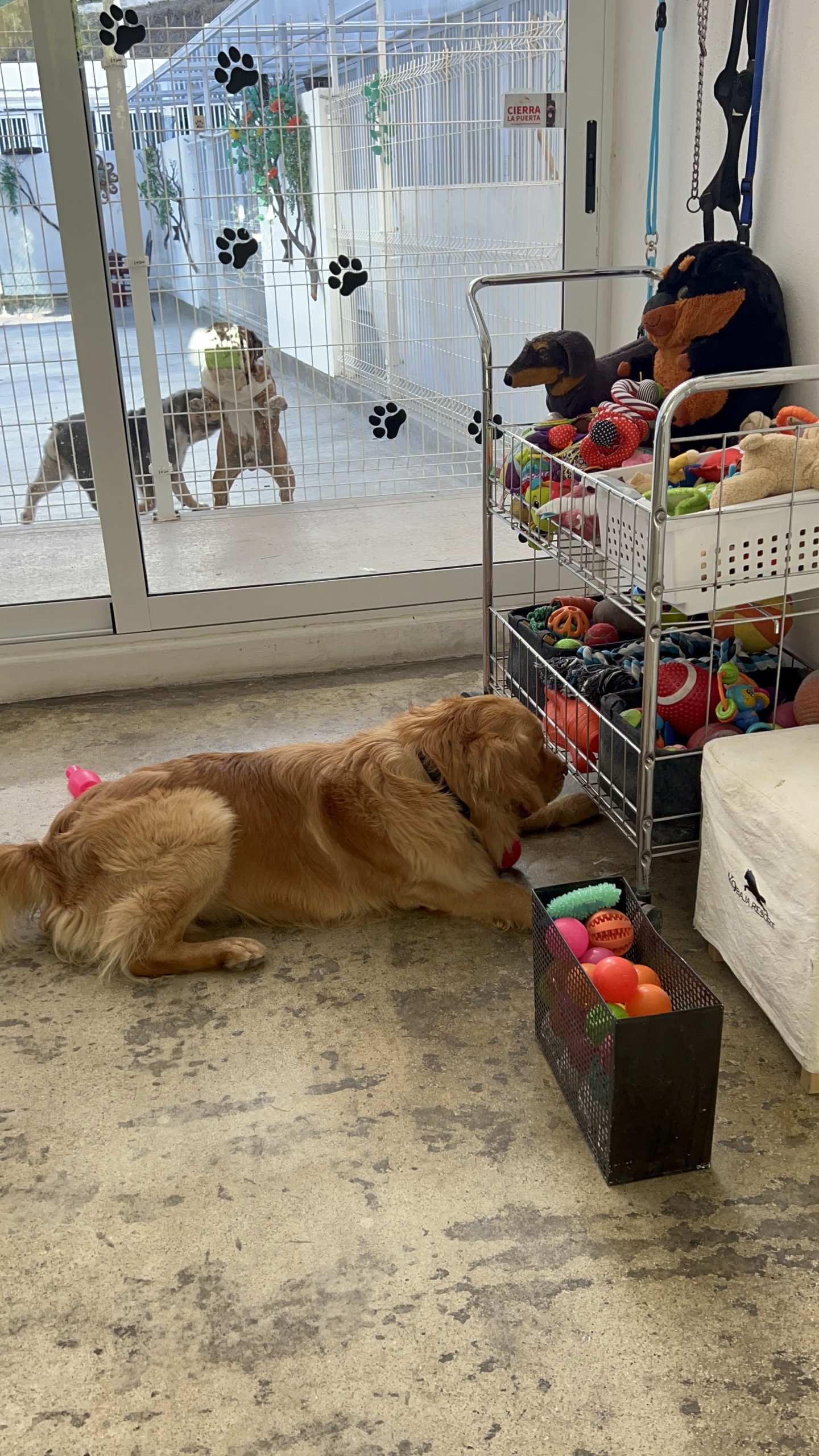 K9 Guest