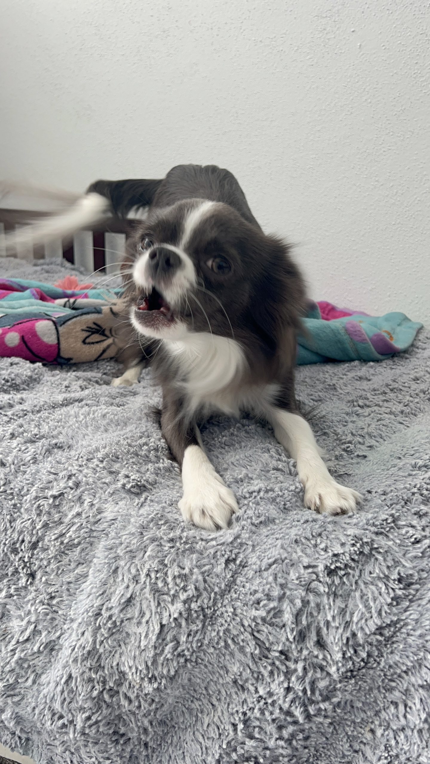 K9 Guest