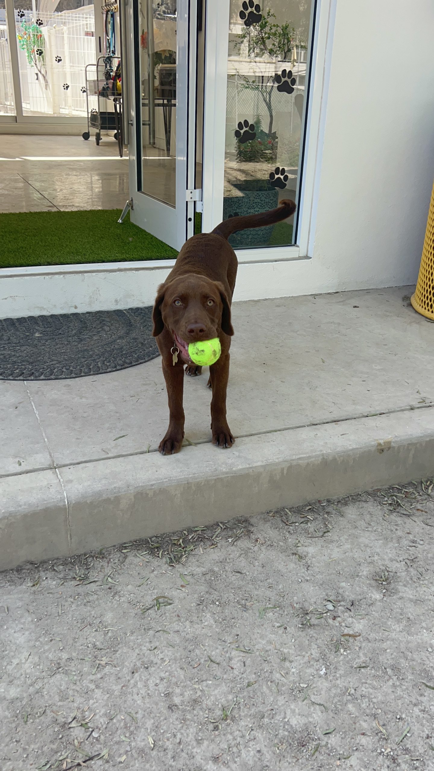 K9 Guest