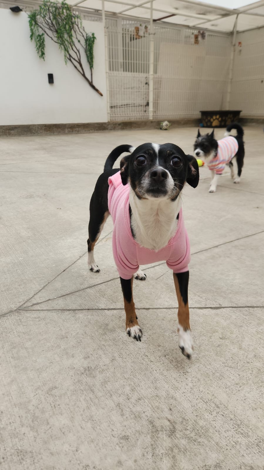K9 Guest